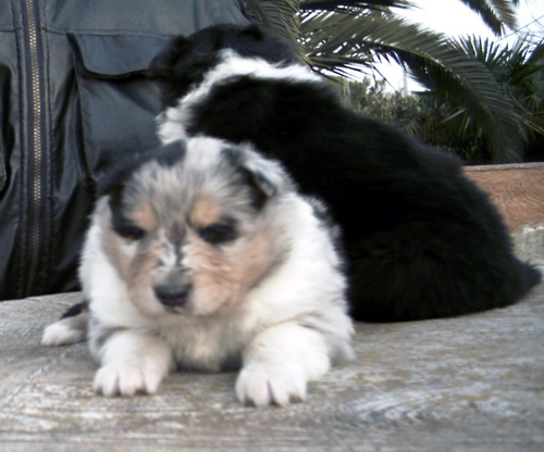 Cuccioli di Boss a 25 gg. - oltre 2 kg. di peso