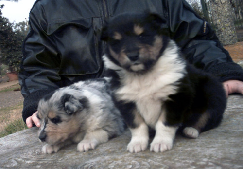 Cuccioli di Boss a 25 giorni - oltre 2 kg. di peso