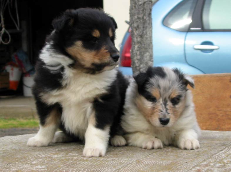Cocca Nera e Cielo Ancora Boss - 1 mese