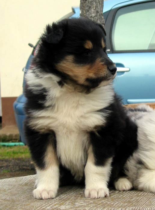 Cocca Nera - 1 mese