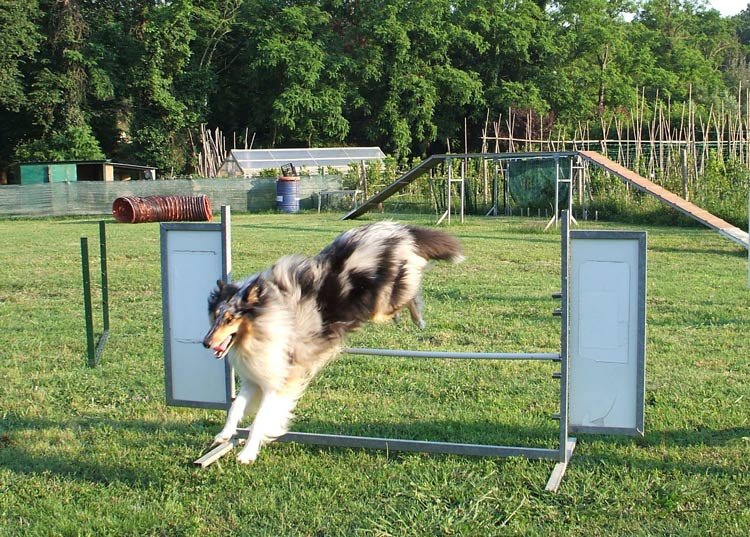 CIELO ANCORA BOSS DEL TINDARI  - AGILITY