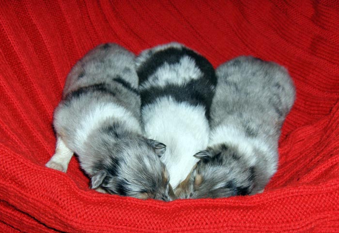 3 blue merle female puppies