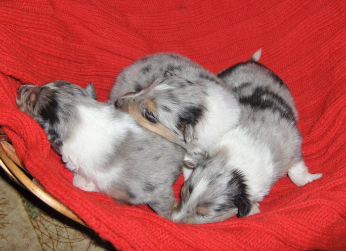 3 blue merle male puppies - 2 weeks