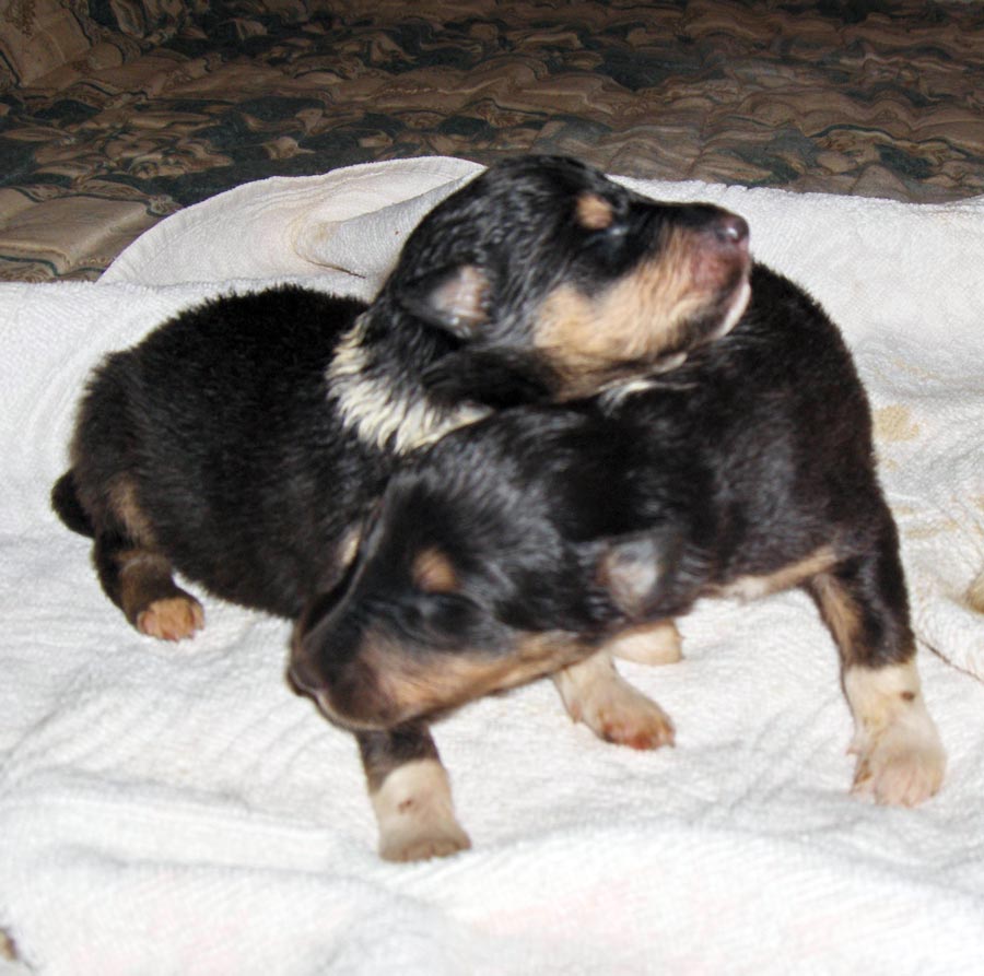 Tric.female puppy with her brother - 1 week