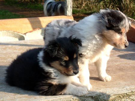 Cuccioli di You Are My Boss di Cambiano e Hubble Bubble Nera di Cambiano 05-02-06