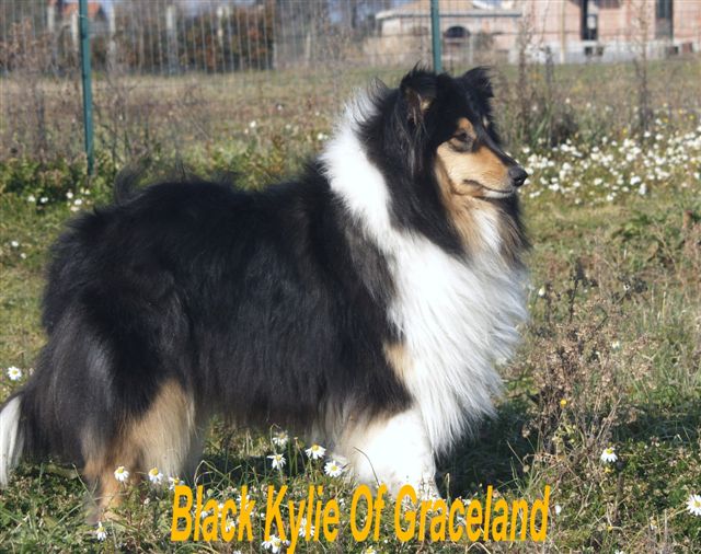 Black Kylie Of Graceland 2005