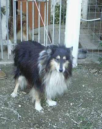 Collie smarrito