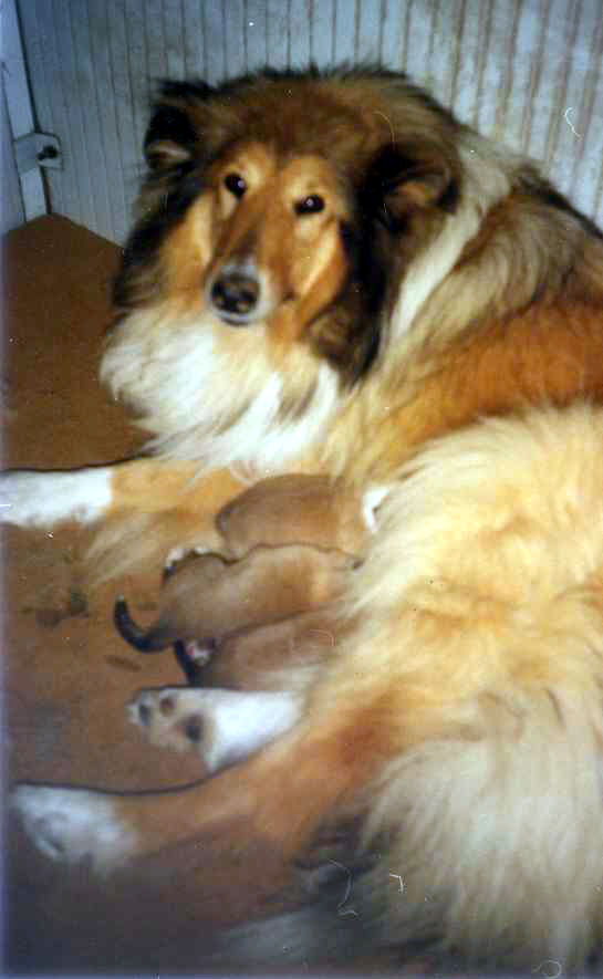 Van Glenalan Scilla and her puppies