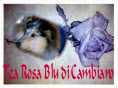 Click here back to Tea Rosa Blu' di Cambiano Page